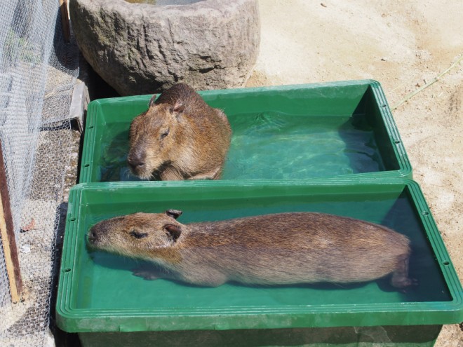 地獄巡りのカピバラ