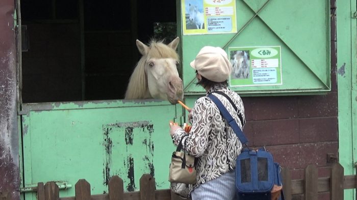 マザー牧場 前髪ぱっつんの馬