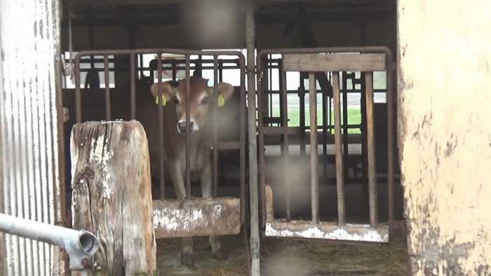 マザー牧場 牛舎のジャージー牛